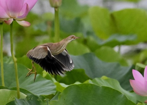 ヨシゴイ♀1202