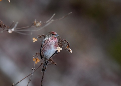 オオマシコ♀5841