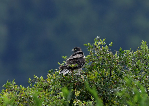 ズグロチュウヒ3217