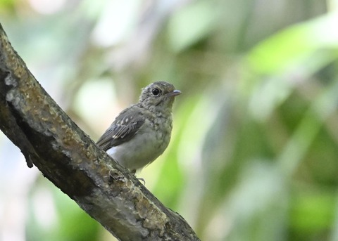 キビタキ幼鳥2075