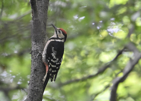 アカゲラ幼鳥9008