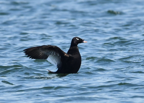 ビロードキンクロ♂0762