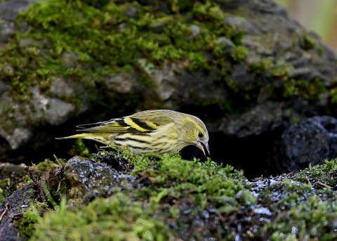 マヒワ♀0014