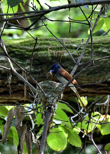 サンコウチョウ♀3620