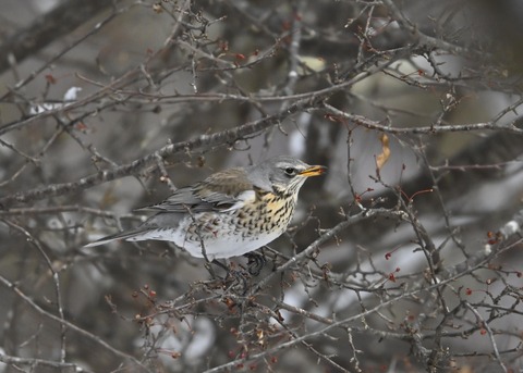 ノハラツグミ1389