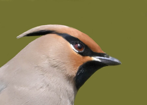 ヒ;ンジャク3001