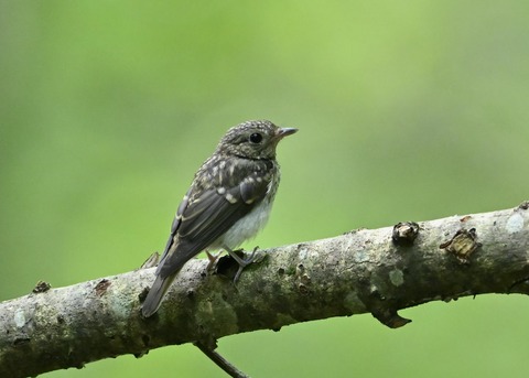 キビタキ幼鳥5782