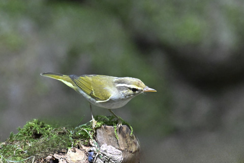 センダイムシクイ2337