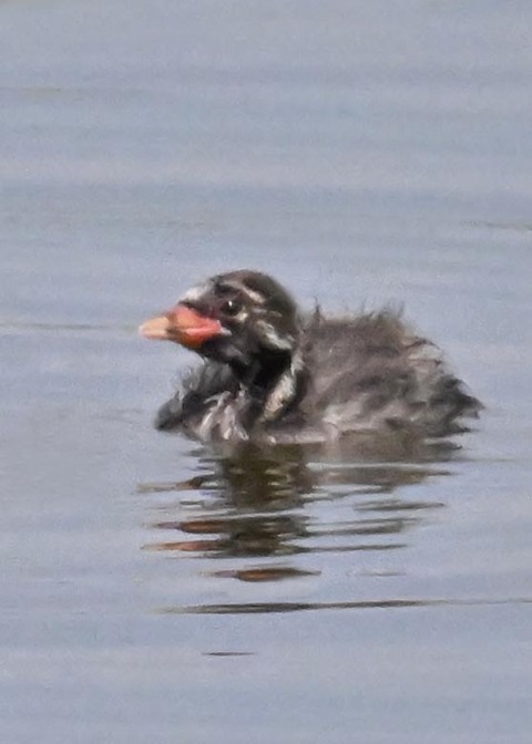 カイツブリのヒナ2394