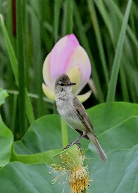 オオヨシキリ9006