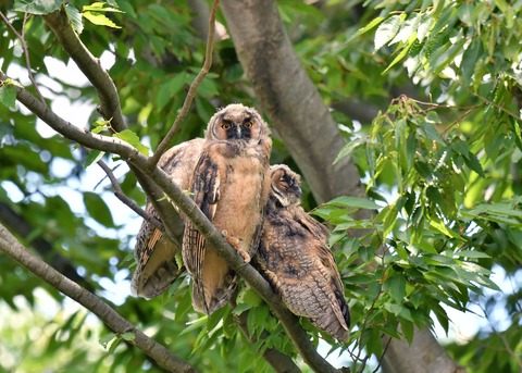 トラフズクのヒナ①②③0482 - コピー