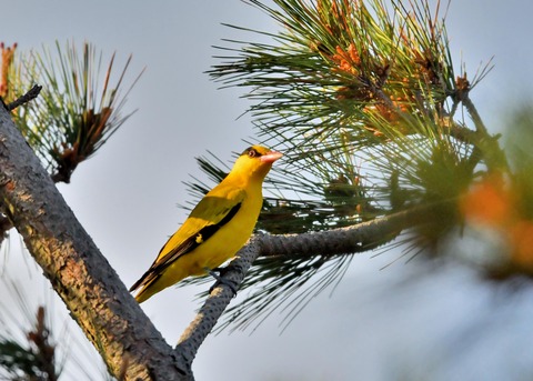 コウライウグイス3105