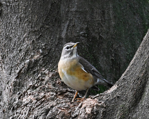 マミチャジナイ9391