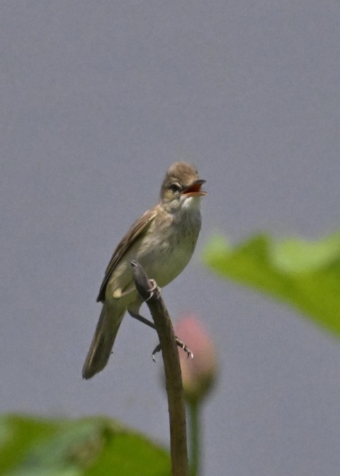 オオヨシキリ2065