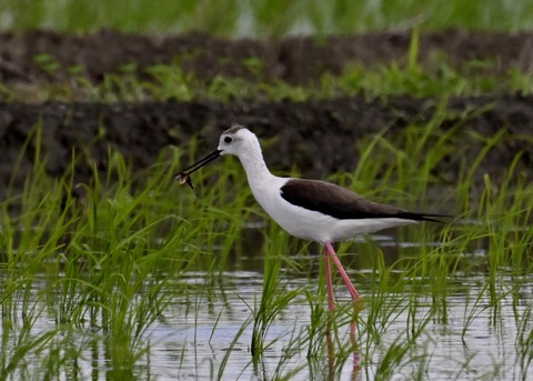 餌捕りセイタカシギ♀0079