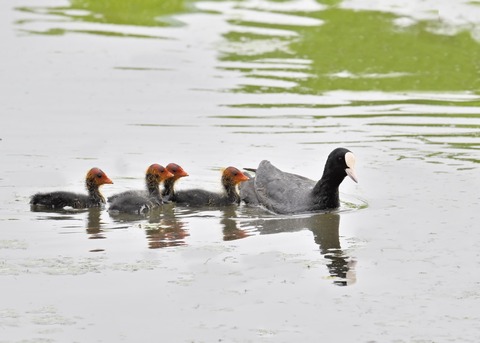 オオバン親子7933