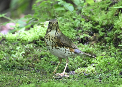 クロツグミ♀0013