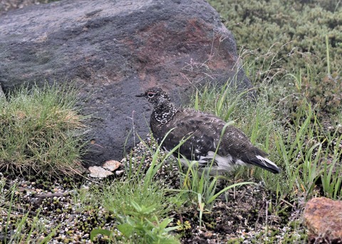 ライチョウ夏羽♂3028