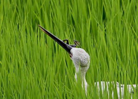 餌捕り・コウノトリ(ひかる)4694