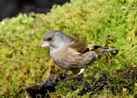 オオカワラヒワ8175