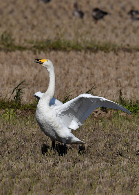 オオハクチョウ4396