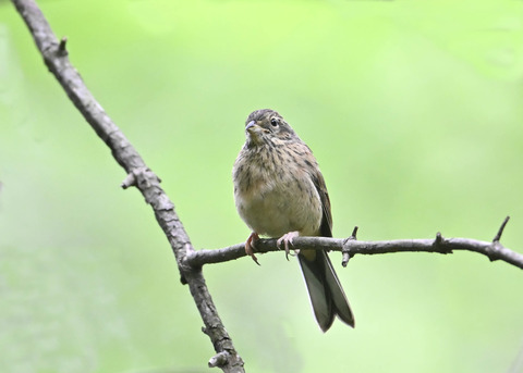 ホオジロ幼鳥3419