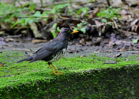 クロツグミ♂1284