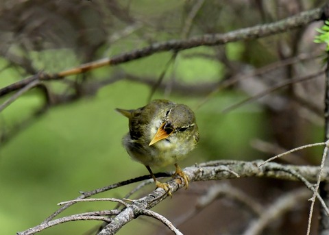 メボソムシクイ9147