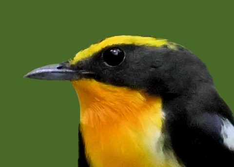 キビタキ成鳥♂5000