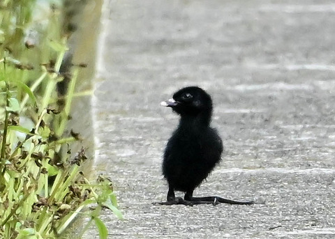 ヒクイナのヒナ4204