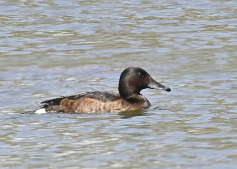アカハジロ♀3783