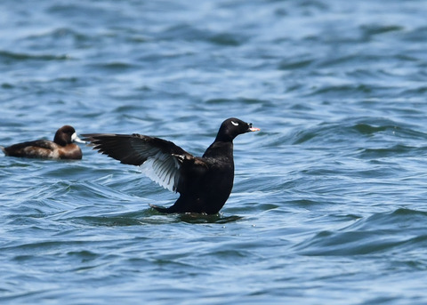 ビロードキンクロ♂0767