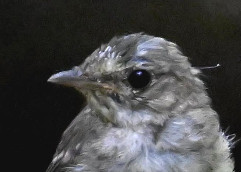 オオルリ♂幼鳥5000