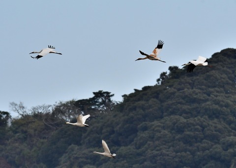 飛ぶ・ソデグロヅル8005
