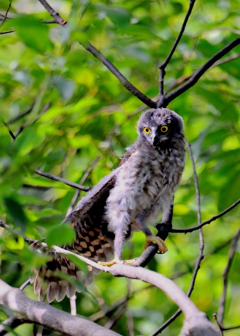 アオバズクのヒナ7786
