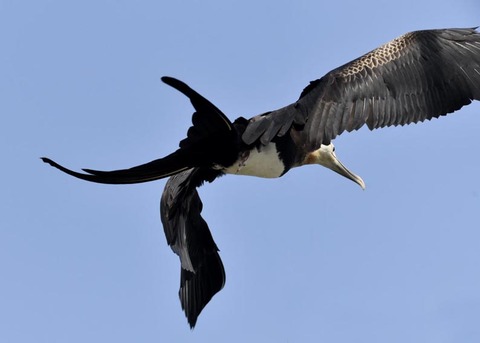 オオグンカンドリB3860