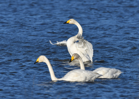 オオハクチョウ3546