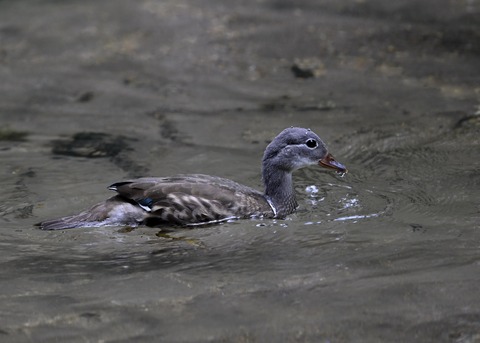 オシドリ♀幼鳥6684