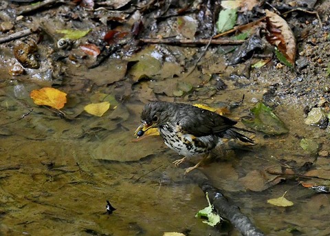 クロツグミ♀7621