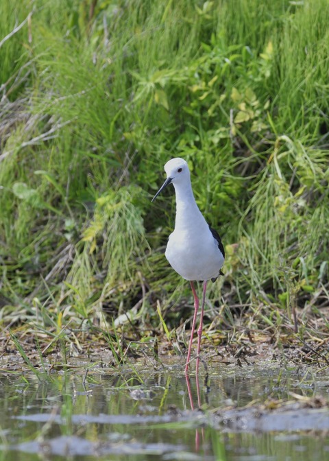 セイタカシギ♀5404