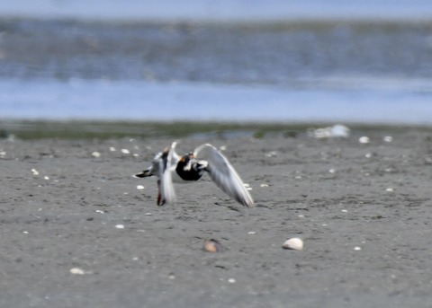 キョウジョシギ2171