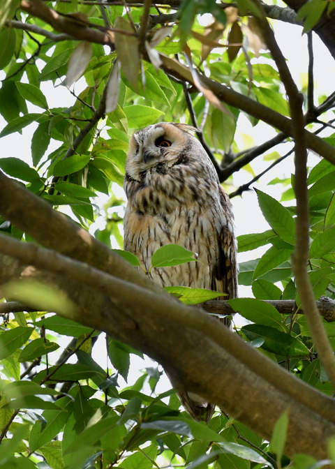 トラフズク♂2303