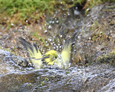 マヒワの水浴び9959