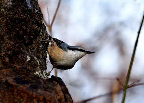 ゴジュウカラ1231