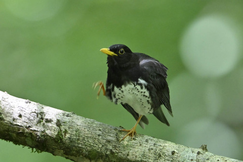 クロツグミ♂0415