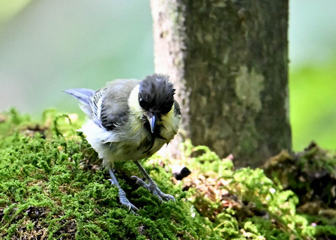 シジュウカラ幼鳥6685