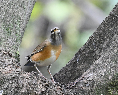 マミチャジナイ1135