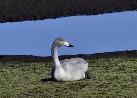 オオハクチョウ幼鳥7846