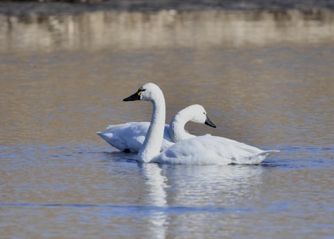 アメリカコハクチョウ①②0230