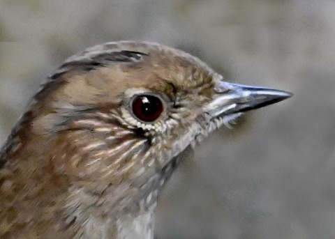 カヤクグリ2500(3533)